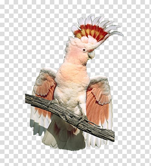 Major Mitchells cockatoo Bird Crest Cockatiel, parrot transparent background PNG clipart