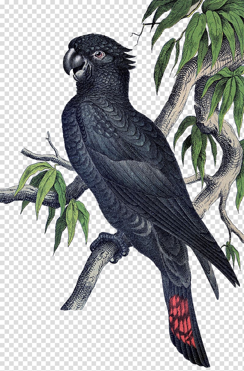 Macaw Parrot Etsy Bird Parakeet, tropical birds transparent background PNG clipart