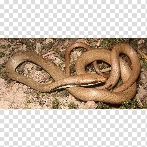 Boa constrictor Kingsnakes Elapid snakes Colubrid Snakes, snake transparent background PNG clipart
