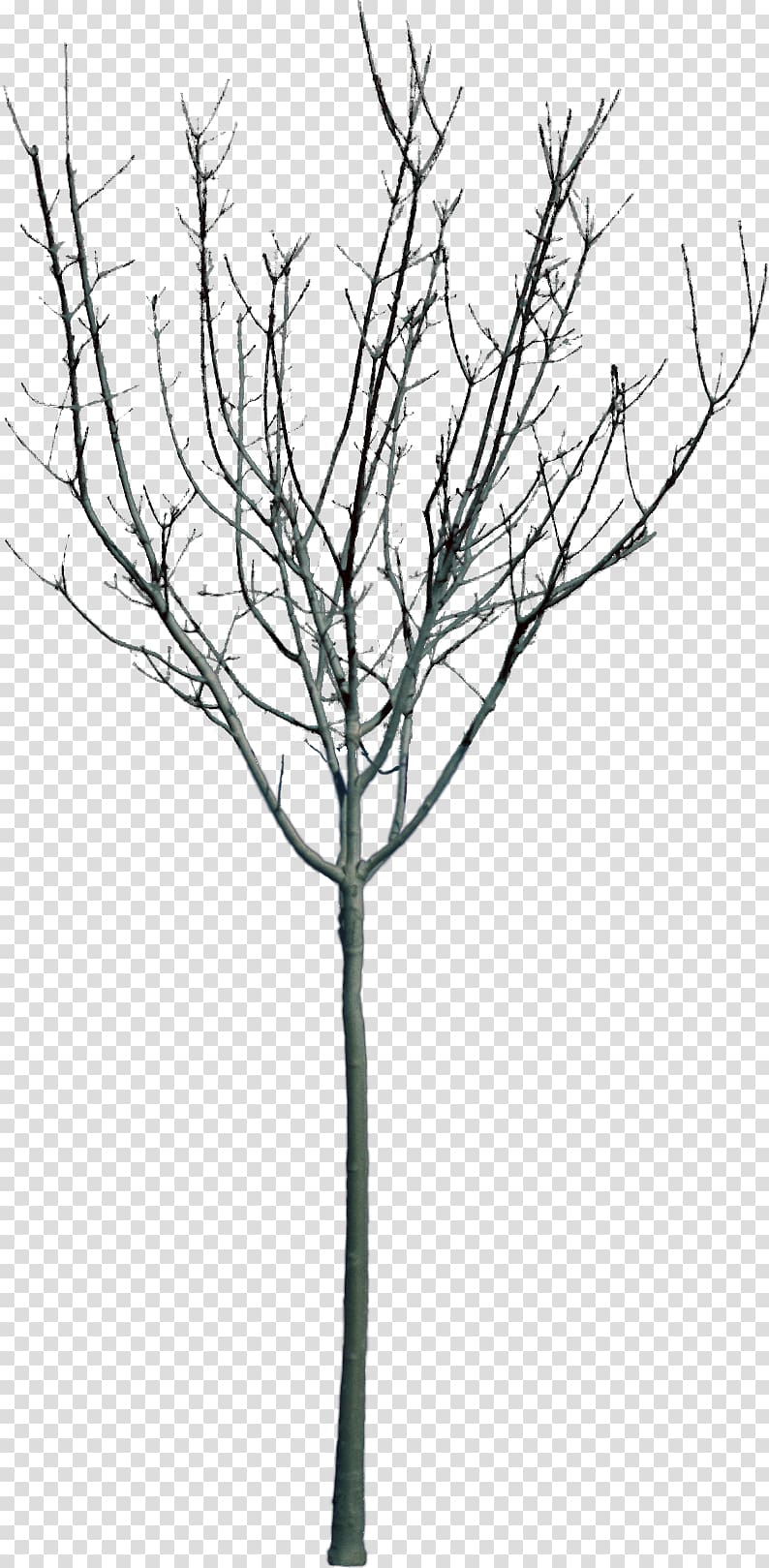 grey bare tree, Woody plant Parkeergarage Stadshuis Tree Branch, bushes transparent background PNG clipart