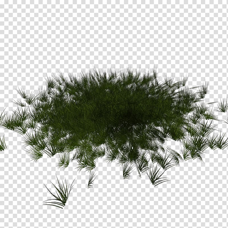 Fir Spruce Pine Conifers Lawn, grass Stadium transparent background PNG clipart