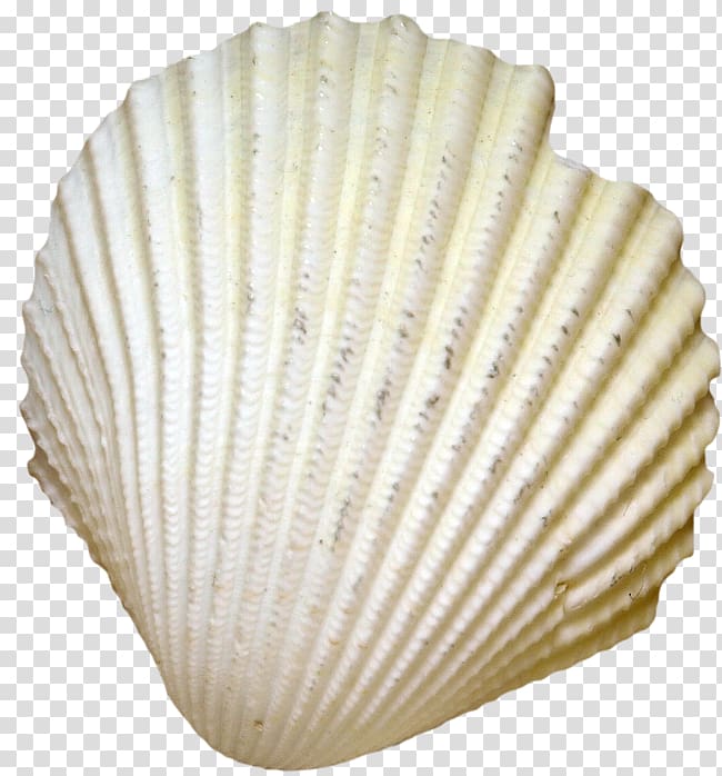 Cockle Seashell Clam Conchology Oyster, seashell transparent background PNG clipart