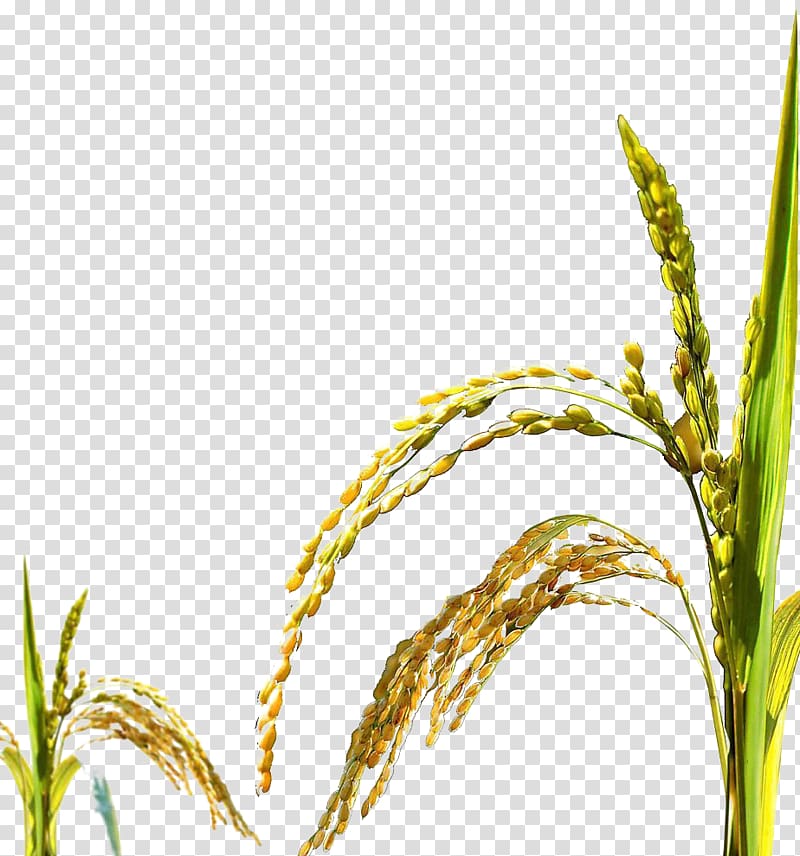 paddy transparent background PNG clipart