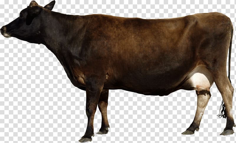 Cattle , Cow transparent background PNG clipart