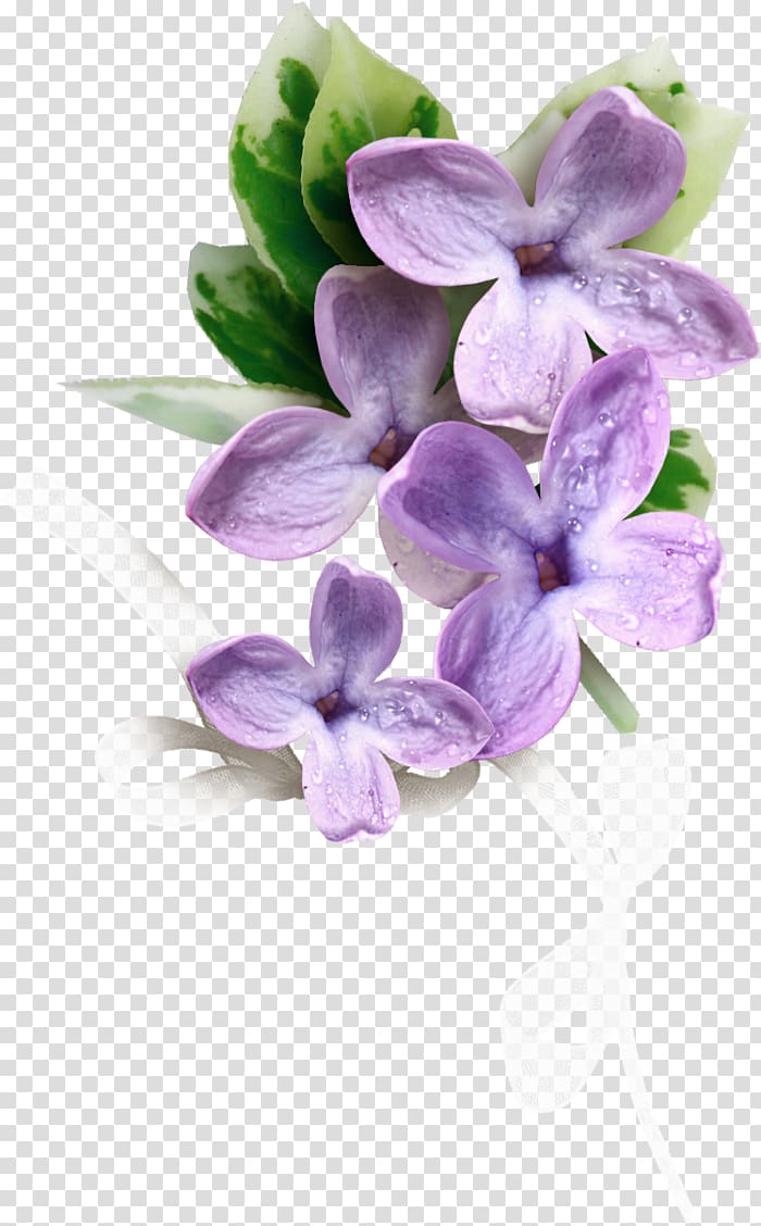 Flowering plant Plants Lilac Silk baby\'s breath, flower transparent background PNG clipart