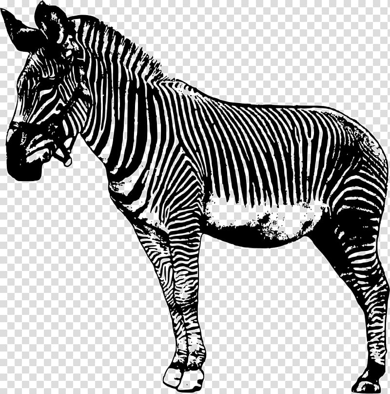 Zebra Drawing , zebra transparent background PNG clipart