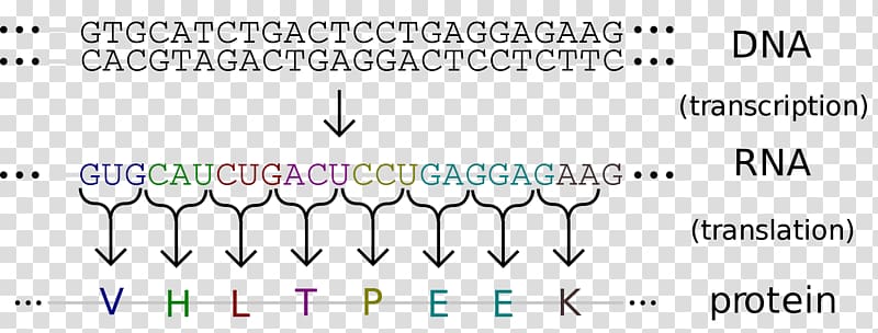 DNA RNA Genetics Nucleic acid sequence Sequencing, Information Technology background transparent background PNG clipart
