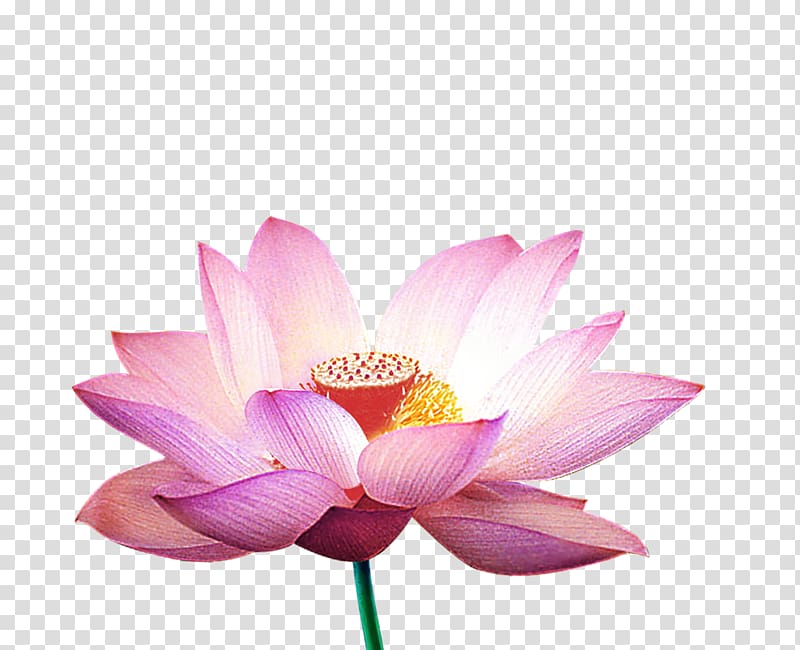 Nelumbo nucifera Falun Gong Close-up, Closeup lotus transparent background PNG clipart
