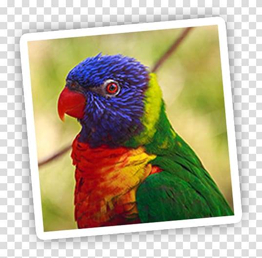 Parrot Bird Scarlet macaw Conure, parrot transparent background PNG clipart