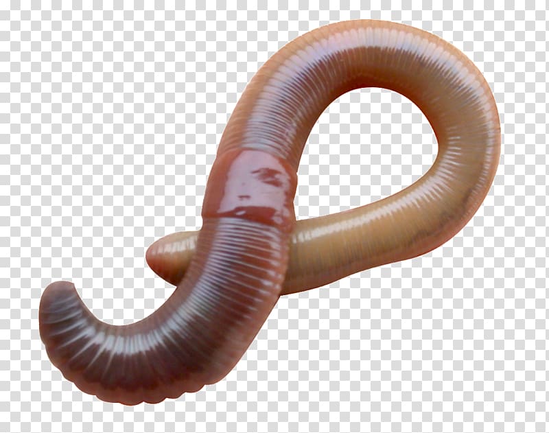 Earthworm Eisenia fetida Vermicompost European nightcrawler, others transparent background PNG clipart