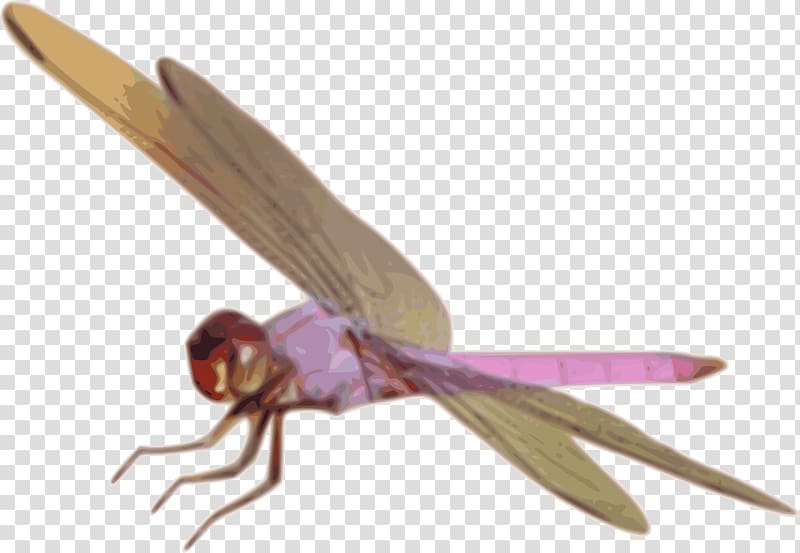 Dragonfly Insect , dragon fly transparent background PNG clipart