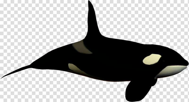 Killer whale Toothed whale Dolphin , high transparent background PNG clipart