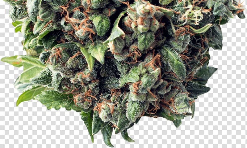 Arizona Cannabis Society Marijuana Cannabis sativa Medical cannabis, cannabis transparent background PNG clipart