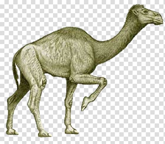 Bactrian camel Camelops Extinction Pliocene Titanotylopus, others transparent background PNG clipart