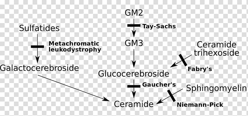 Sphingolipidoses Gaucher's disease Lysosomal storage disease Lipid storage disorder Niemann–Pick disease, others transparent background PNG clipart