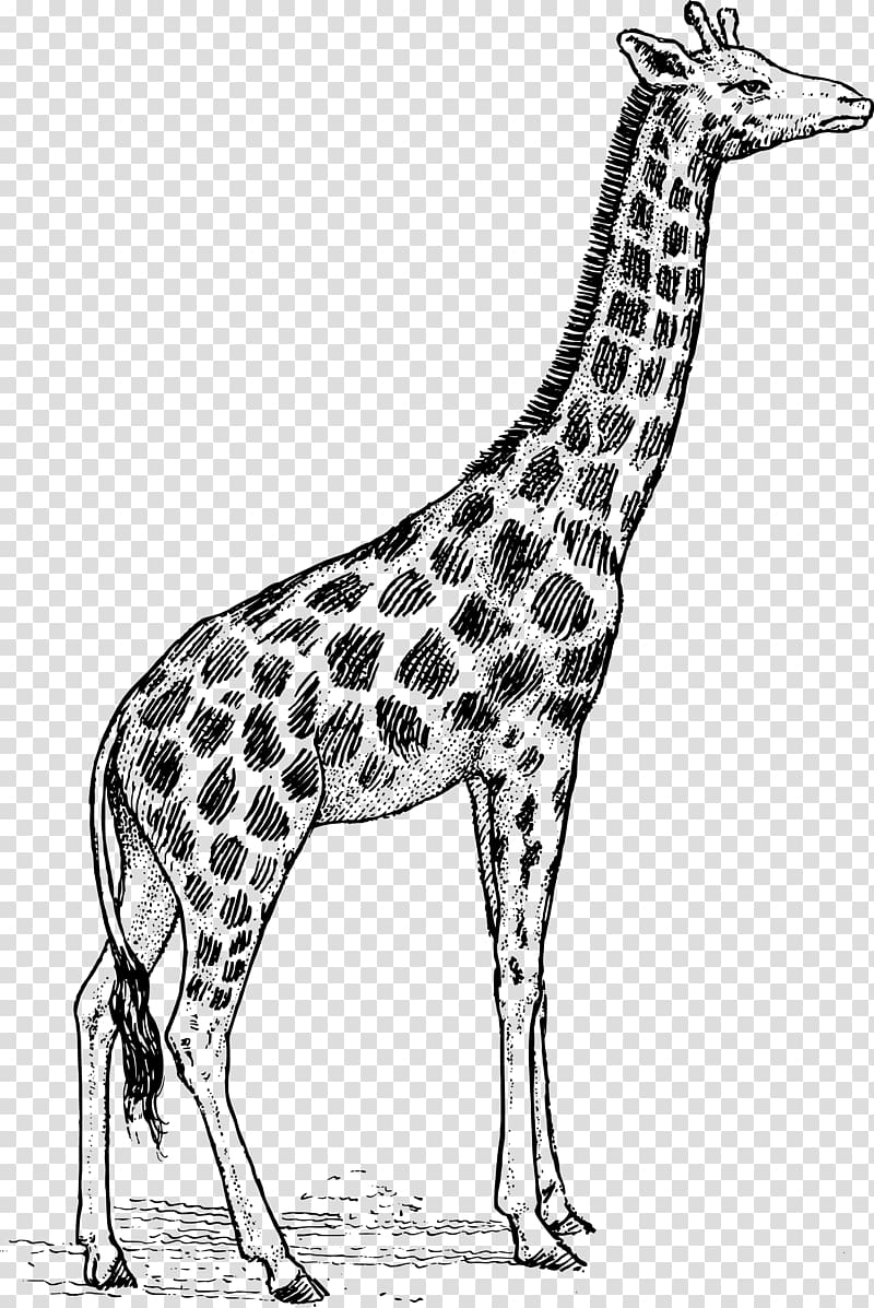 Giraffe Black and white Free content , giraffe transparent background PNG clipart