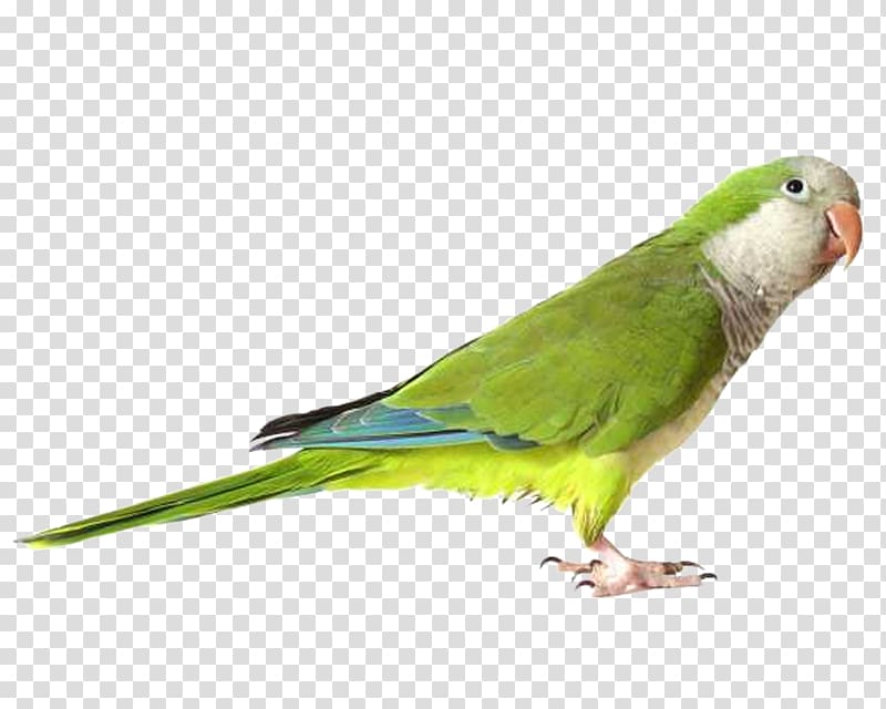 Parrot Bird Monk parakeet , parrot transparent background PNG clipart