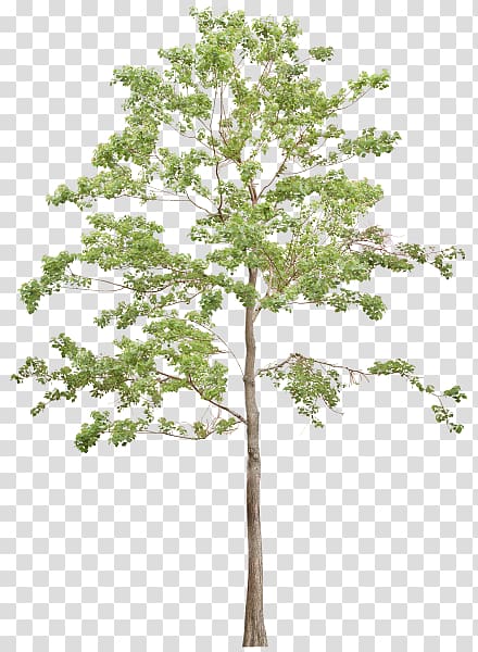 Twig Tree, tree transparent background PNG clipart