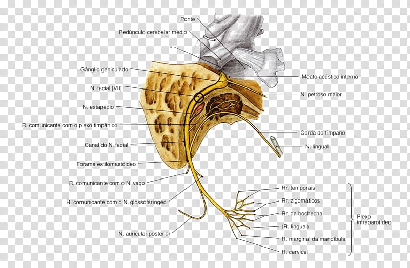 Facial nerve Cranial nerves Oculomotor nerve Abducens nerve, superficial temporal nerve transparent background PNG clipart
