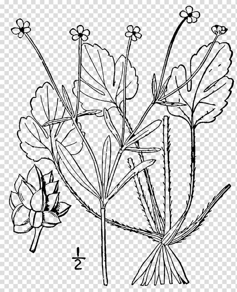 Twig Cut flowers Floral design Plant stem Leaf, ranunculus transparent background PNG clipart