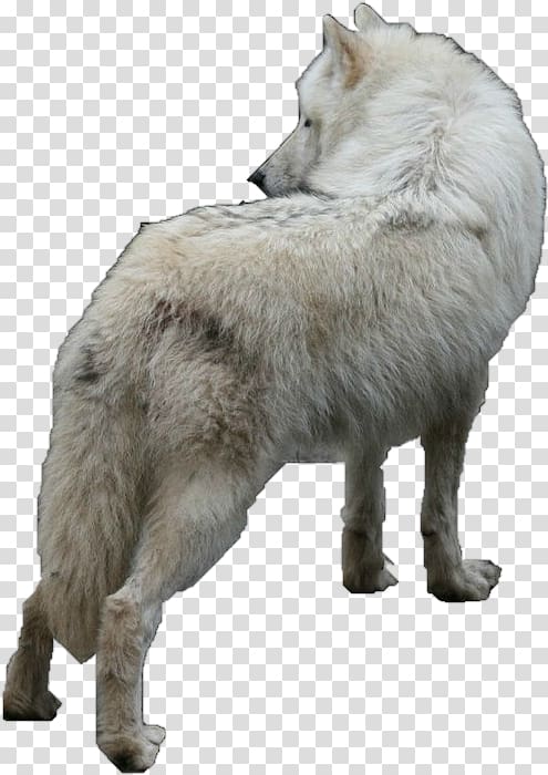 Czechoslovakian Wolfdog Alaskan tundra wolf Arctic wolf, others transparent background PNG clipart