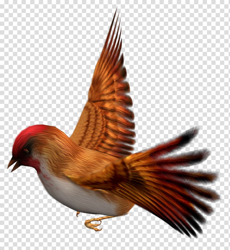 Bird Zebra finch , birds transparent background PNG clipart