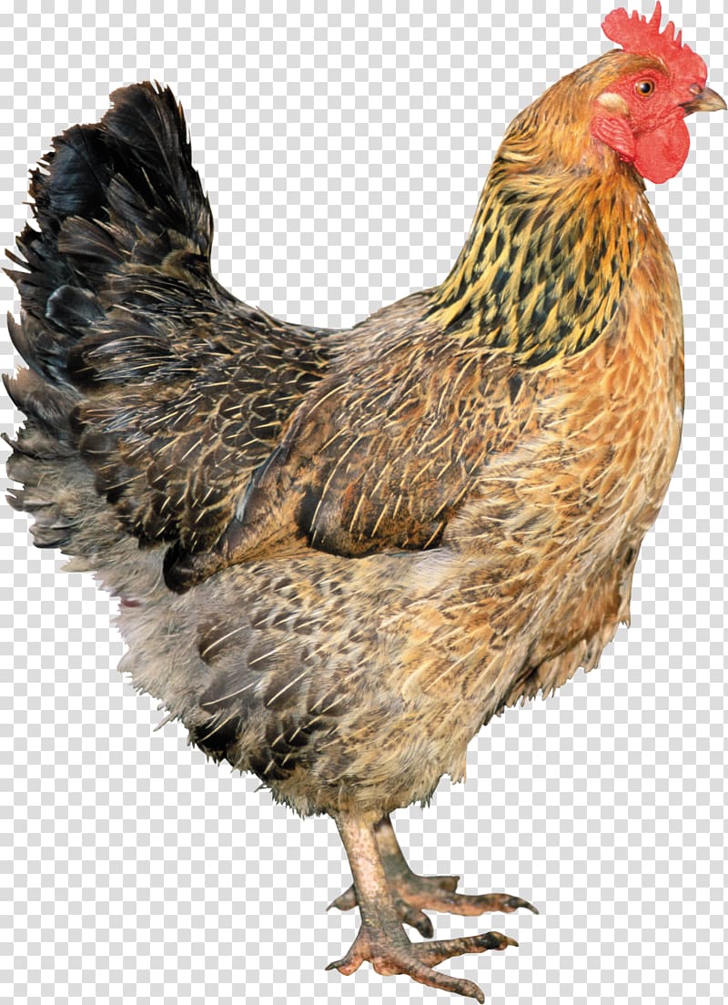 Leghorn chicken Solid white Fowl , Chicks transparent background PNG clipart