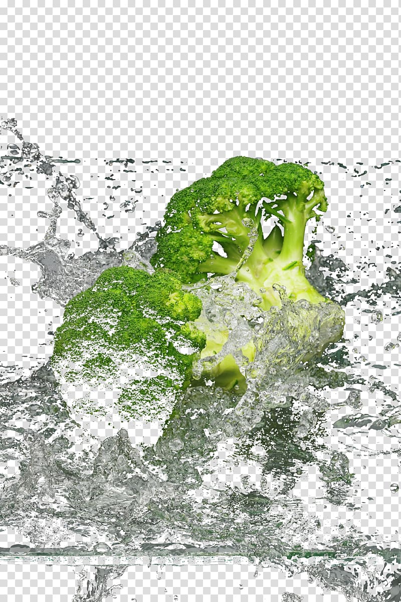 Water Graphic design Broccoli Illustration, Water broccoli transparent background PNG clipart