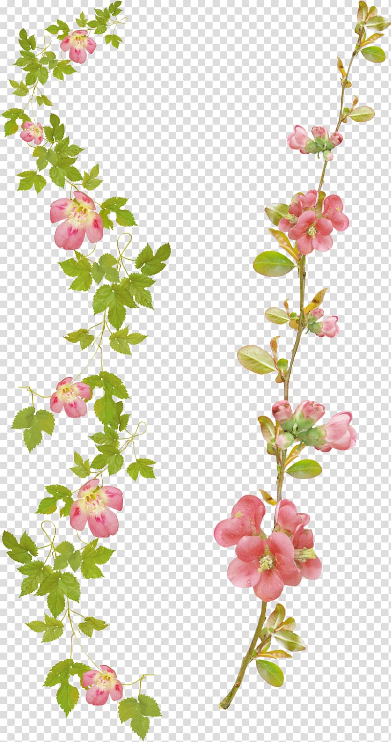 Cut flowers Desktop , broucher transparent background PNG clipart