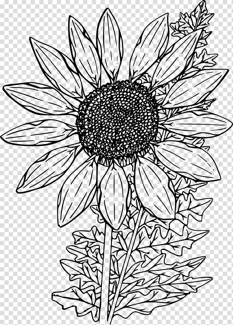 Coloring book Drawing, wild flower transparent background PNG clipart