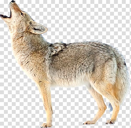 Jackal, coyote transparent background PNG clipart