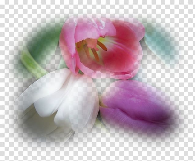 Love Flower bouquet Greeting & Note Cards Author, others transparent background PNG clipart