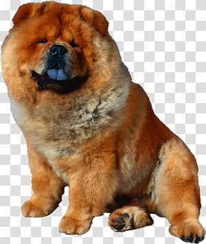 Doge Warrior Shiba Inu Puppy Roblox Others Transparent Background - doge hang out roblox