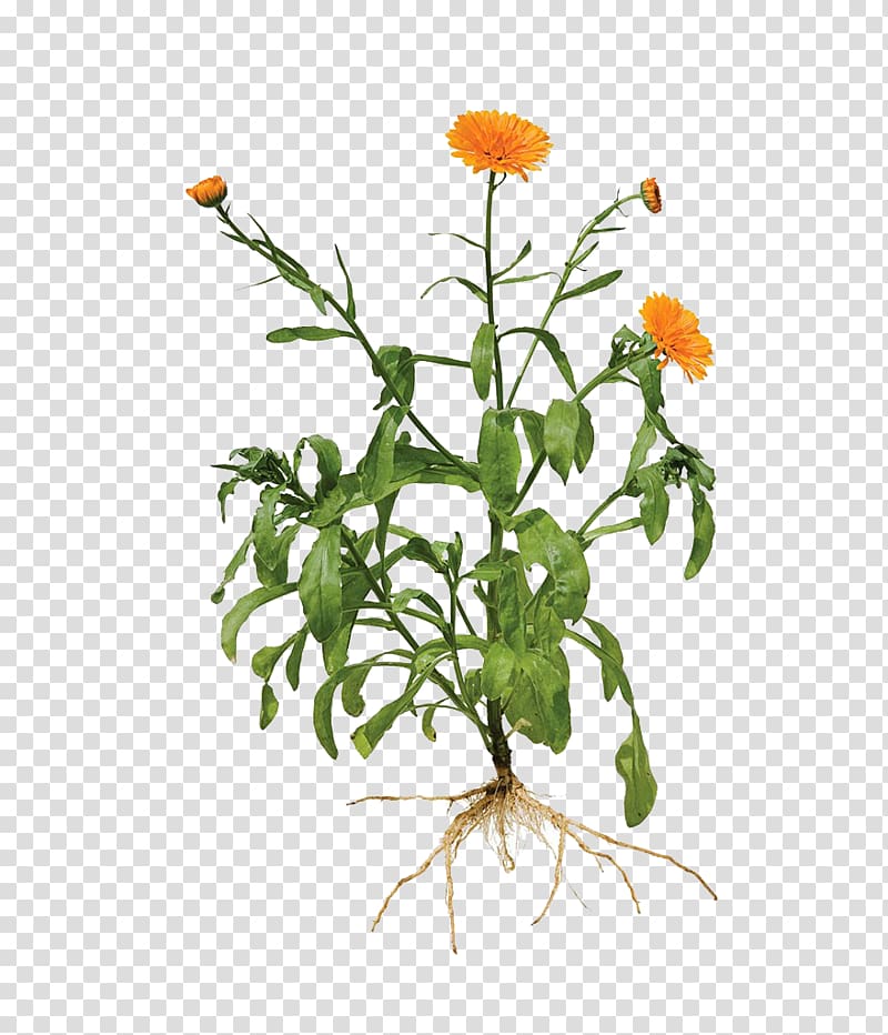 orange petaled flowrs, Calendula officinalis Root Marigold Plant, Calendula painted transparent background PNG clipart