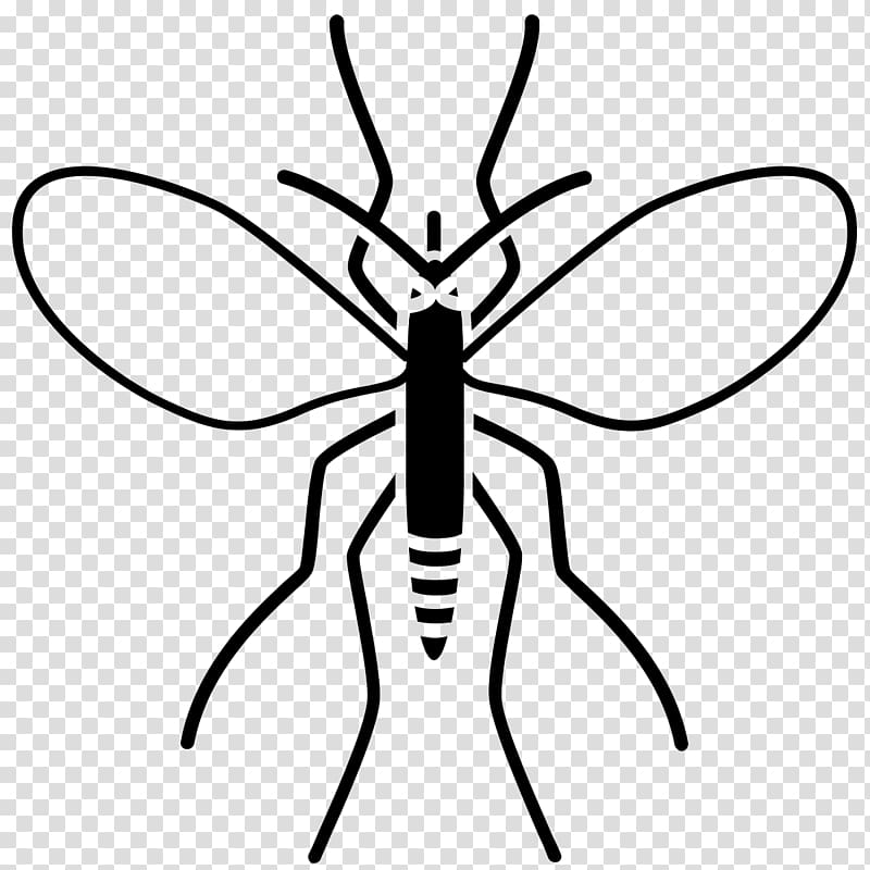 Insect Drawing Charcoal Line art, mosquito transparent background PNG clipart