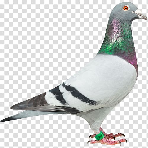Racing Homer Homing pigeon Columbidae dove .de, Pigeon transparent background PNG clipart