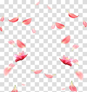 Falling pink sakura petals realistic illustration on transparent