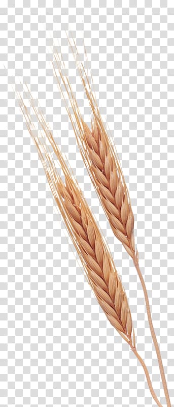 Google Search engine Illustration, Mature wheat transparent background PNG clipart