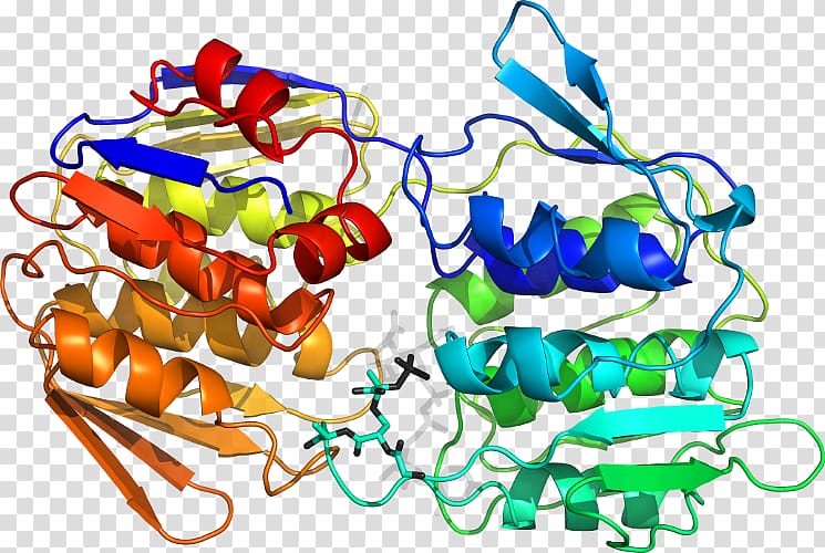 Enterobacter cloacae Bacterial arthritis Facultative aerobic organism Infection, immunoglobulin m transparent background PNG clipart