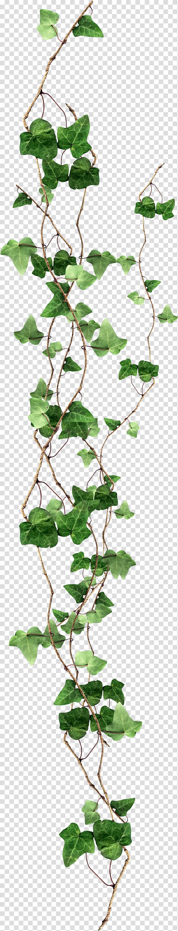 green leafed plant, Ivy, balcony transparent background PNG clipart