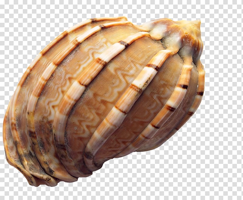 Seashell Icon, conch transparent background PNG clipart