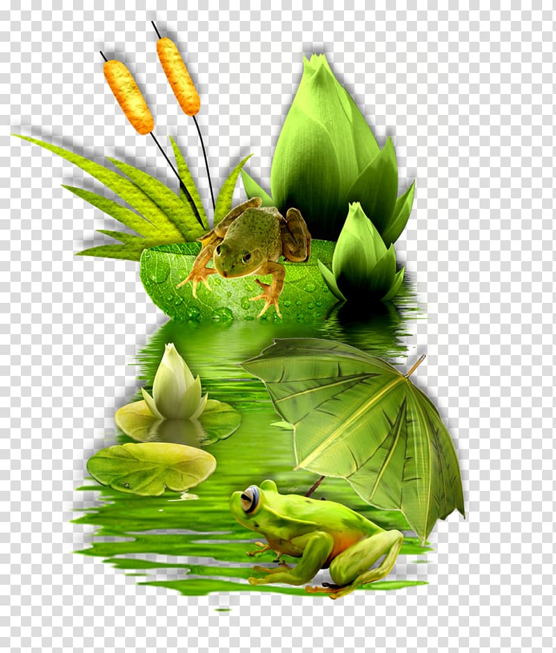 Tree frog True frog Character Fiction, frog transparent background PNG clipart