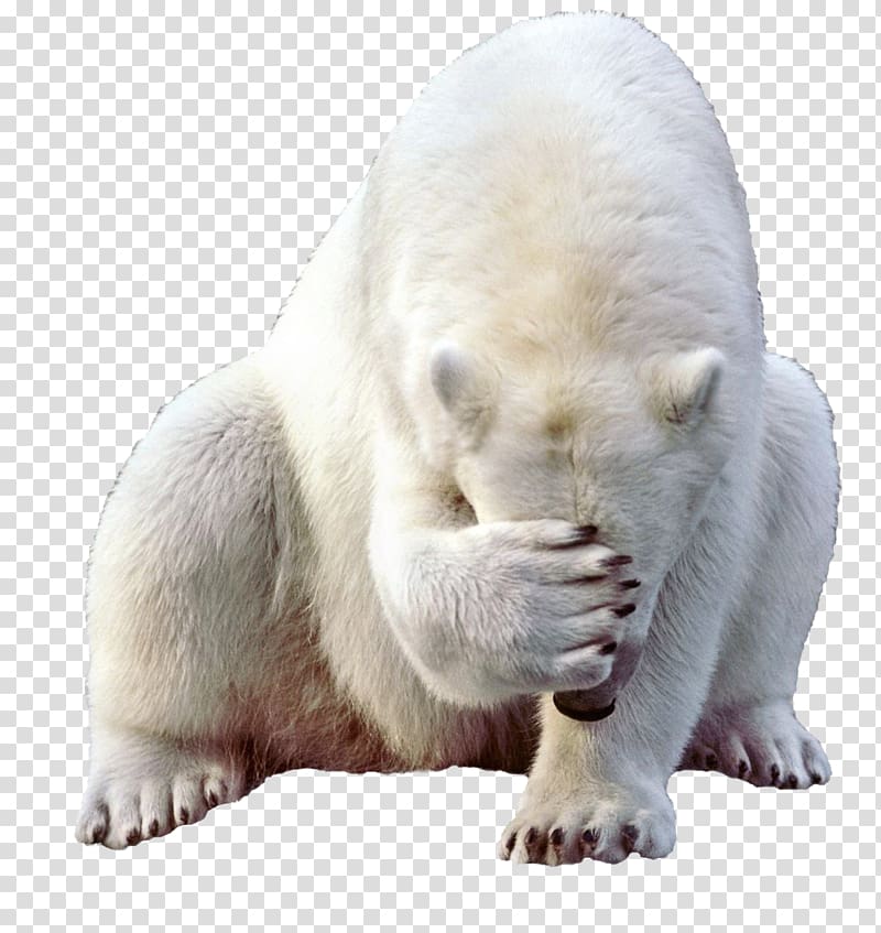 Baby Polar Bear Kodiak bear, polar bear transparent background PNG clipart