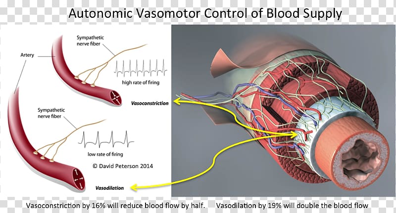 Vasomotor center Vasoconstriction Sympathetic nervous system Blood vessel, heart transparent background PNG clipart