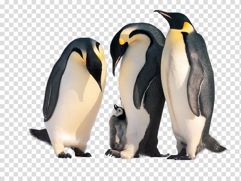 Penguin Kitten Cat Family Animal, Mechanism of emperor penguins transparent background PNG clipart