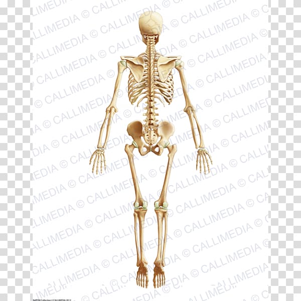 Homo sapiens Hip Muscle Human body Anatomy, Skeleton transparent background PNG clipart