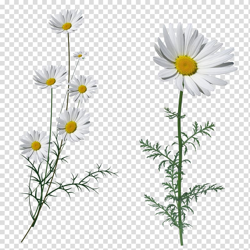 Oxeye daisy Fleur blanche White Flower Petal, flower transparent background PNG clipart