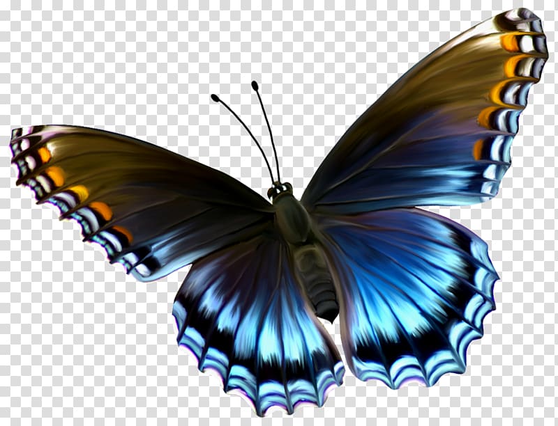 Glasswing butterfly Insect Caterpillar Menelaus blue morpho, butterfly transparent background PNG clipart