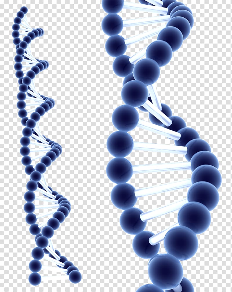 DNA illustration, DNA Homo sapiens Information Cell Biochemistry, dna transparent background PNG clipart