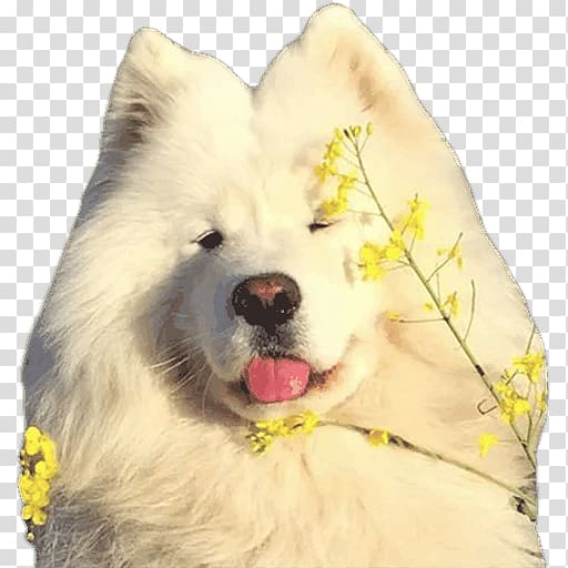 Samoyed dog Dog breed Japanese Spitz Canadian Eskimo dog Eurasier, others transparent background PNG clipart